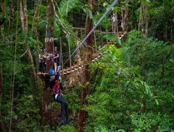 Daintree Rainforest Zipline Tour